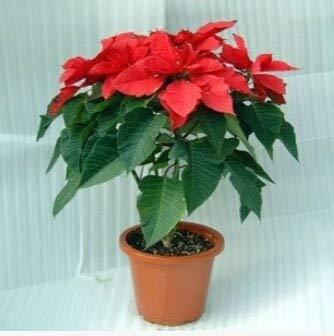 100 Teile/beutel Weihnachtsstern Samen Euphorbia Pulcherrima Topfpflanzen Pflanzen Jahreszeiten Blütenpflanzen - 