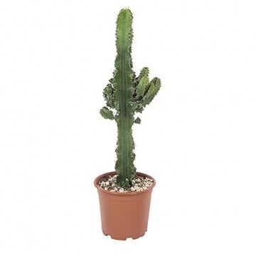 Botanicly - Sukkulenten/Kakteen – Wolfsmilch Kaktus (Euphorbia ingens) - 70cm Höhe z.B. als Geschenk für Männer - 2