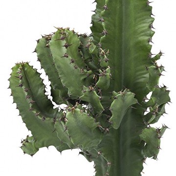 Botanicly - Sukkulenten/Kakteen – Wolfsmilch Kaktus (Euphorbia ingens) - 70cm Höhe z.B. als Geschenk für Männer - 3