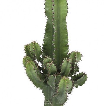 Botanicly - Sukkulenten/Kakteen – Wolfsmilch Kaktus (Euphorbia ingens) - 70cm Höhe z.B. als Geschenk für Männer - 4