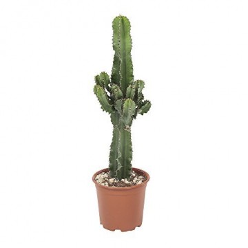 Botanicly - Sukkulenten/Kakteen – Wolfsmilch Kaktus (Euphorbia ingens) - 70cm Höhe z.B. als Geschenk für Männer - 1