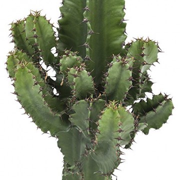Botanicly - Sukkulenten/Kakteen – Wolfsmilch Kaktus (Euphorbia ingens) - 70cm Höhe z.B. als Geschenk für Männer - 5