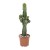 Botanicly - Sukkulenten/Kakteen – Wolfsmilch Kaktus (Euphorbia ingens) - 70cm Höhe z.B. als Geschenk für Männer - 1