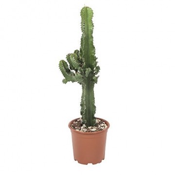 Botanicly - Sukkulenten/Kakteen – Wolfsmilch Kaktus (Euphorbia ingens) - 70cm Höhe z.B. als Geschenk für Männer - 7