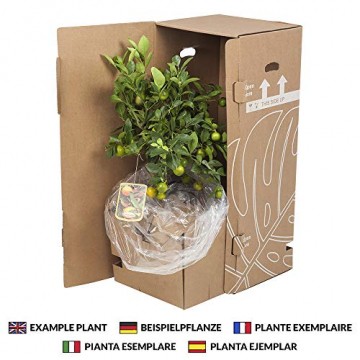 Botanicly - Sukkulenten/Kakteen – Wolfsmilch Kaktus (Euphorbia ingens) - 70cm Höhe z.B. als Geschenk für Männer - 8