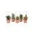Desertworld Mini Kakteen & Sukkulenten Set - 20 Stück - Topfgröße Ø 6 cm - Pflanzenhöhe 8-15 cm - 4