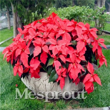 Echter Blumen Samen Versand Blumen barwinok Samen, Weihnachtsstern Amaranth, Keimung Rate 99% – 50 - 3