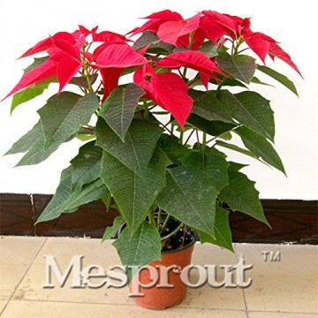 Echter Blumen Samen Versand Blumen barwinok Samen, Weihnachtsstern Amaranth, Keimung Rate 99% – 50 - 4