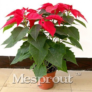 Echter Blumen Samen Versand Blumen barwinok Samen, Weihnachtsstern Amaranth, Keimung Rate 99% – 50 - 1