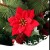 JUSTDOLIFE Weihnachtsstern Roter Samt Dekorative Künstliche Blumen für Weihnachten - 3