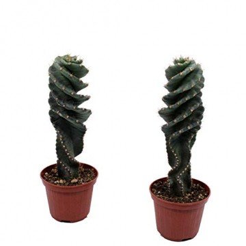 Kakteen von Botanicly – 2 × Säulenkaktus – Höhe: 20 cm – Cereus Forbesii - 1
