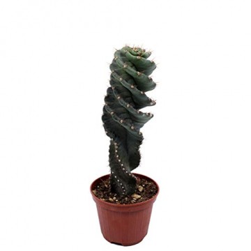 Kakteen von Botanicly – 2 × Säulenkaktus – Höhe: 20 cm – Cereus Forbesii - 3