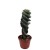 Kakteen von Botanicly – 2 × Säulenkaktus – Höhe: 20 cm – Cereus Forbesii - 3