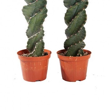Kakteen von Botanicly – 2 × Säulenkaktus – Höhe: 20 cm – Cereus Forbesii - 4