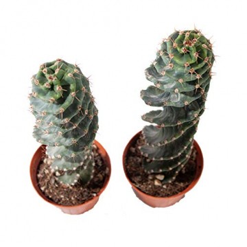 Kakteen von Botanicly – 2 × Säulenkaktus – Höhe: 20 cm – Cereus Forbesii - 6