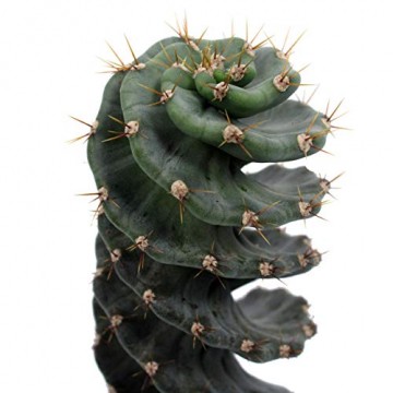 Kakteen von Botanicly – 2 × Säulenkaktus – Höhe: 20 cm – Cereus Forbesii - 7