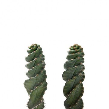 Kakteen von Botanicly – 2 × Säulenkaktus – Höhe: 20 cm – Cereus Forbesii - 8