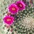 Kaktus Goldkugelkaktus - Echinocactus grusonii - Zimmerkaktus - verschiedene Größen (25cm - Kugel Ø 25-27cm Topf Ø27) - 2