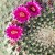 Kaktus Goldkugelkaktus - Echinocactus grusonii - Zimmerkaktus - verschiedene Größen (25cm - Kugel Ø 25-27cm Topf Ø27) - 2