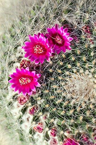 Kaktus Goldkugelkaktus - Echinocactus grusonii - Zimmerkaktus - verschiedene Größen (25cm - Kugel Ø 25-27cm Topf Ø27) - 2