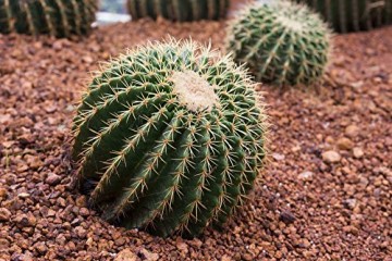 Kaktus Goldkugelkaktus - Echinocactus grusonii - Zimmerkaktus - verschiedene Größen (25cm - Kugel Ø 25-27cm Topf Ø27) - 3