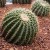 Kaktus Goldkugelkaktus - Echinocactus grusonii - Zimmerkaktus - verschiedene Größen (25cm - Kugel Ø 25-27cm Topf Ø27) - 3