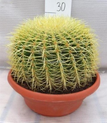 Kaktus Goldkugelkaktus - Echinocactus grusonii - Zimmerkaktus - verschiedene Größen (25cm - Kugel Ø 25-27cm Topf Ø27) - 1