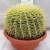 Kaktus Goldkugelkaktus - Echinocactus grusonii - Zimmerkaktus - verschiedene Größen (25cm - Kugel Ø 25-27cm Topf Ø27) - 1