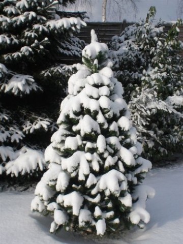 RS Trade HXT 1101 künstlicher Weihnachtsbaum 180 cm (Ø ca. 106 cm) mit 824 Spitzen und Schnellaufbau Klapp-Schirmsystem, schwer entflammbar, unechter Tannenbaum inkl. Metall Christbaum Ständer - 6