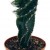 Spiralkaktus (Cereus forbesii spiralis) (im 11cm Topf, ca. 25cm hoch) - 1