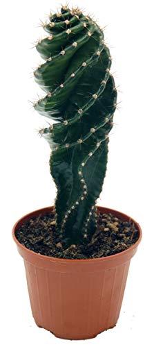Spiralkaktus (Cereus forbesii spiralis) (im 11cm Topf, ca. 25cm hoch) - 1