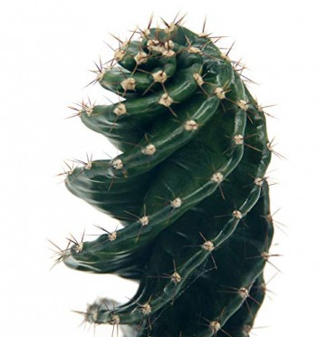 Spiralkaktus (Cereus forbesii spiralis) (im 11cm Topf, ca. 25cm hoch) - 2