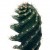 Spiralkaktus (Cereus forbesii spiralis) (im 11cm Topf, ca. 25cm hoch) - 2