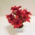 Ziegler Weihnachtsstern Kunstblume Kunstpflanze rot H 36 cm TC-83384 getopft F57 - 1