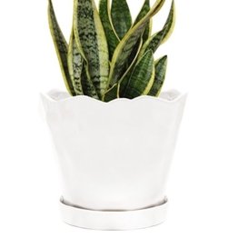 Chive Schnittlauch, großer Tika-Suchkulenten und Kaktus-Blumentopf, Keramik, Blumen- und Pflanzgefäß, mit Drainageloch und Abnehmbarer Untertasse, ideal für drinnen und draußen Modern Large weiß - 1