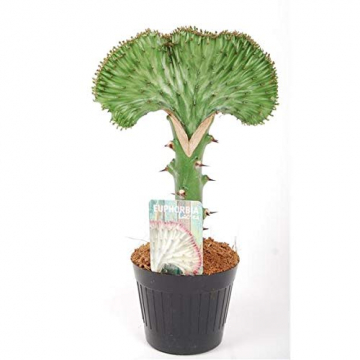 EUPHORBIA Lactea CRISTATA 30-35 cm GRÜN Zimmerpflanze Kakteen Sukkulent Kammartig Wellenartig Einzigartig unikat - 