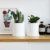 Greenaholics Blumentöpfe – 10,9 cm Keramik matte Oberfläche Zylinder-Keramik Pflanzgefäße für Sukkulenten, Kaktus, Blumen, mit Drainageloch und Tablett, matt weiß - 2