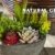 Jobary Set mit 5 künstlichen Sukkulenten mit Töpfen (einschließlich 10 Pflanzen), Bunten und Dekorativen Fälschung Sukkulentenmit Steinen, ideal für Zuhause, Büro und Dekor im Freien - 4