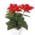 Closer 2 Nature FT035RD künstliche Blumen Künstliche Poinsettie, 44 cm, rot - 1