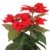 Closer 2 Nature FT035RD künstliche Blumen Künstliche Poinsettie, 44 cm, rot - 3