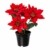 creativ home Kunstblume POINSETTIE im Topf. Weihnachtsstern, Adventsstern, Christstern ca 20 cm. 3020631-01 - 1