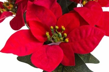 Flora-Seta GmbH künstliche Poinsettie (Weihnachtsstern) mit 5 samtigen Blüten in braunem Kunststofftopf Farbe: rot - 2