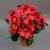 Großer Weihnachtsstern im Topf 38cm rot PF künstliche Poinsettie Blume Pflanze Kunstblumen Kunstblumen - 1