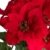 Jasaco künstlicher Poinsettienbusch (Weihnachtsstern) mit 9 Blüten, samtig Farbe: rot - 2