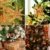 Miamasvin 40-Strohsterne Anhänger Set, Natürlicher Weihnachtsbaumschmuck aus Stroh, Strohsterne Baumschmuck Weihnachtsdekoration Material - 4