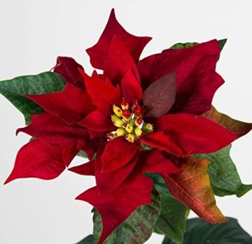 Seidenblumen Roß 12 Stück Weihnachtsstern Natura 72cm samt-rot PM Kunstblumen künstliche Blumen Poinsettie - 3