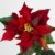 Seidenblumen Roß 12 Stück Weihnachtsstern Natura 72cm samt-rot PM Kunstblumen künstliche Blumen Poinsettie - 3