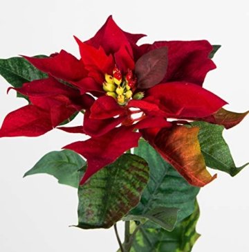 Seidenblumen Roß 12 Stück Weihnachtsstern Natura 72cm samt-rot PM Kunstblumen künstliche Blumen Poinsettie - 4