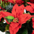 Seidenblumen Roß Weihnachtsstern 65x60cm im Topf rot PM künstliche Pflanzen Blumen Kunstpflanzen Kunstblumen Poinsettie - 