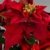 Seidenblumen Roß Weihnachtsstern Nature 38cm samt-rot im Topf PM künstliche Blume Kunstpflanze Kunstblumen Poinsettie - 2